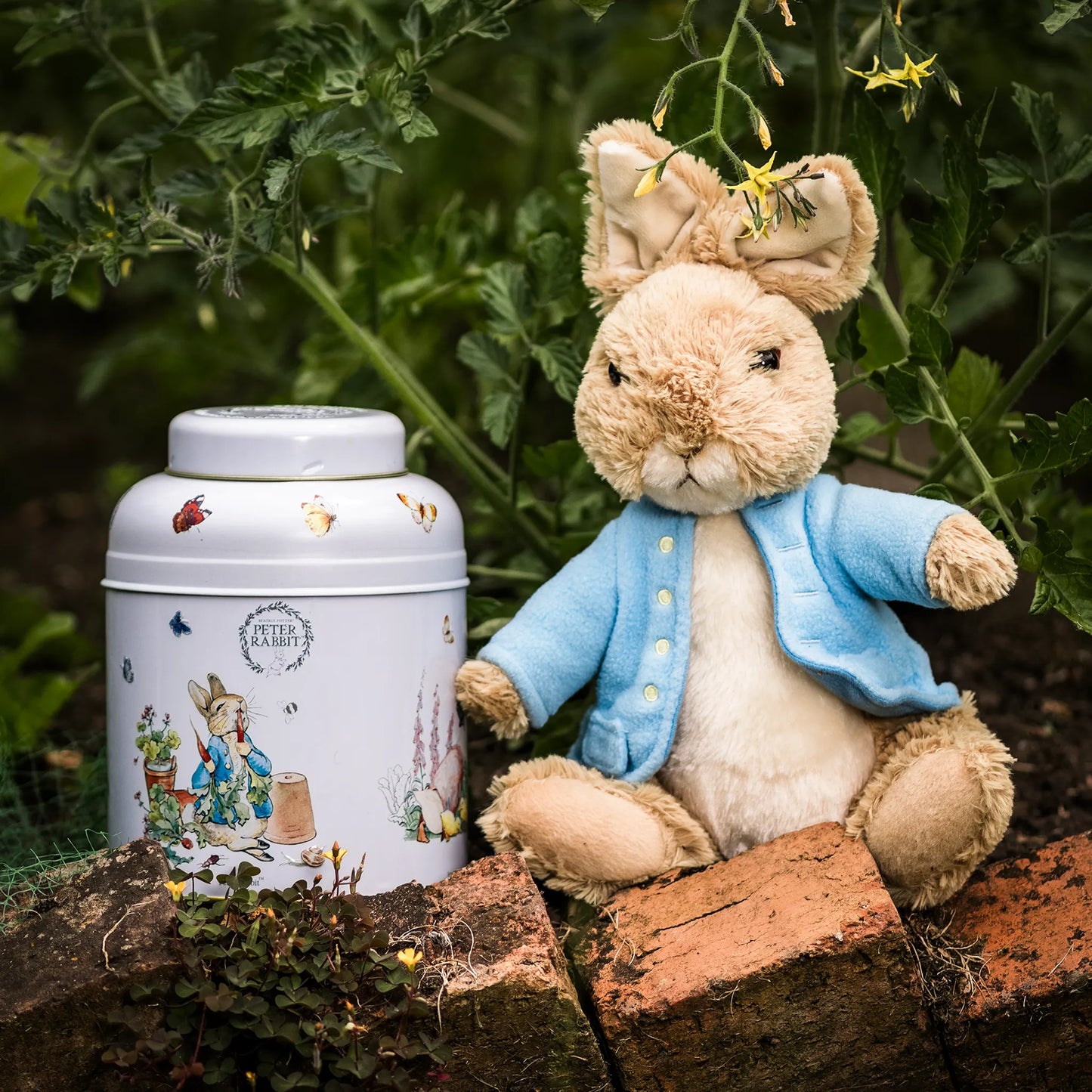 Beatrix Potter Rabbit Plush & 80 Teabag Tea Caddy Gift Set - New English Teas